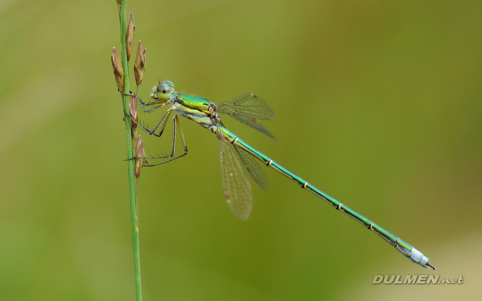 Small Spreadwing (Male, Lestes virens)